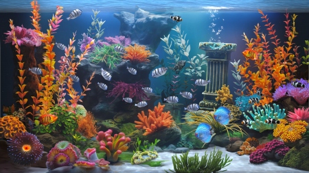 Zen Aquarium