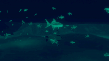 Penguin Colony